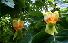 vignette Liriodendron Tulipifera  (Tulipier de Virginie)