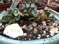 vignette Aloinopsis Spathulata