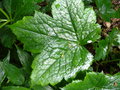 vignette GERANIUM MACULATUM