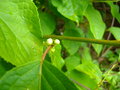 vignette STAUNTONIA  chinensis