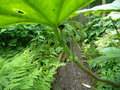 vignette POLYGONATUM tonkiniensis