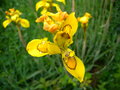 vignette IRIS sp Afrique cap