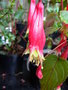 vignette FUCHSIA splendens