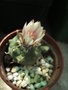 vignette Turbinicarpus Rioverdensis