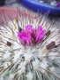 vignette Turbinicarpus Vierecki