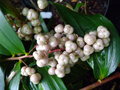 vignette MAIANTHEMUM pallidicolum