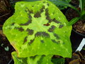 vignette PODOPHYLLUM versipelle