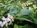 vignette SMILACINA septifolium