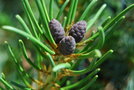 vignette Pinus parviflora 'Glauca'
