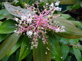 vignette GUNNERA magnifica