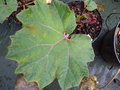 vignette GUNNERA brephogeanum