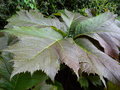 vignette Rodgersia podophylla