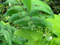 vignette POLYGONATUM stenanthum