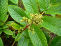 vignette RODGERSIA nepalense