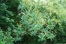 vignette Buddleja globosa 'Lemon Ball'