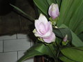 vignette curcuma alismatifolia ( tulipe de siam )