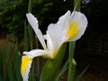 vignette IRIS orientalis