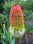 vignette Kniphofia caulescens