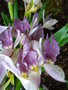 vignette roscoea purpurea