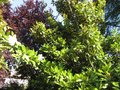 vignette Magnolia grandiflora Exmouth au 08 06 09