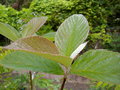 vignette SORBUS thompsonii