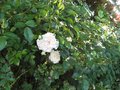 vignette Rosier buisson petite fleur blanche au 08 06 09