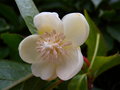 vignette Schisandra grandiflora