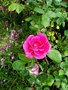 vignette rose