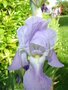 vignette Iris barbatus