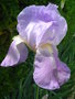 vignette Iris barbatus