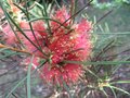 vignette Callistemon Pinifolius red (orang)au 09 06 09