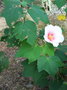 vignette Hibiscus mutabilis ( fleurs simples)