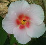 vignette Hibiscus mutabilis ( fleurs simples)