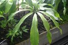 vignette Anthurium pentaphyllum