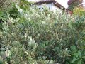 vignette Ligustrum texanum variegatum jin juillet