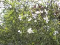 vignette Poncirus trifoliata en avril