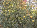 vignette Poncirus trifoliata et ses citrons