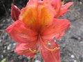 vignette Rhododendron hebien