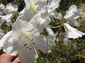 vignette Rhododendron fragantissimum