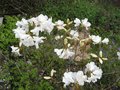 vignette Rhododendron fragantissimum trs parfum en avril