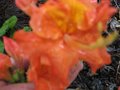 vignette Rhododendron gibraltar