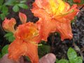 vignette Rhododendron gibraltar trs parfum fin avril