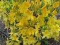 vignette Rhododendron luteum trs parfum en Fin avril/mai