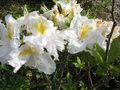 vignette Rhododendron Mount rainier  trs parfum en mai