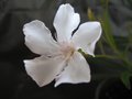 vignette Nerium oleander 'Alsace'
