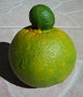 vignette Citrus sinensis (orange navel)