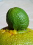 vignette Citrus sinensis (orange navel)