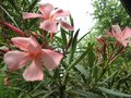 vignette Nerium oleander rose au 11 06 09