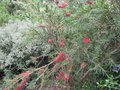 vignette Callistemon rigidus au 11 06 09