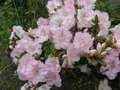 vignette Rhododendron Satsuki au 11 06 09